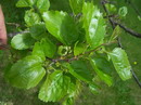 Morus alba